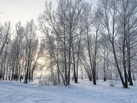 Panoramic view of the winter forest covered with frost. Stock Photos