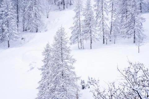 Panoramic view of winter forest during snowfall. Snowing ski resort in the Stock Photos