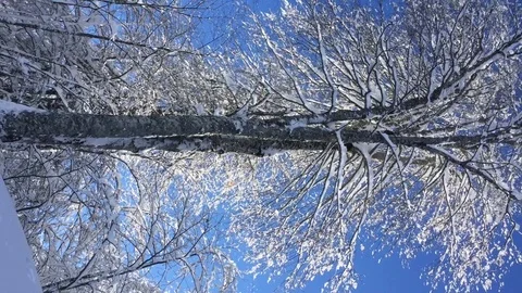 Panoramic view of the winter forest high in the mountains. Vertical video Stock Footage 123307782
