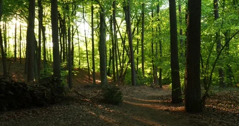 Panoramic View of Wkrzańska Forest Poland Vídeos de archivo 334331816