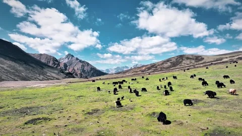 Panoramic View of Yaks Grazing on Lush Green Grassland Mountains China Stock Footage 346586218