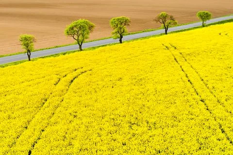 Panoramic view of yellow rapeseed fields with trees on the background. Postcard Stock Photos