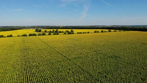 Panoramic view of yellow sunflower fields at sunny morning with blue sky. High Stock Footage 137628203