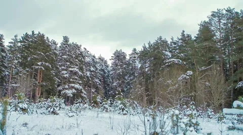 Panoramic views of pine forest in winter. top down Stock Footage 58333007