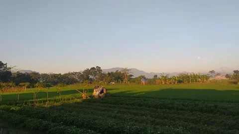 Panoramic views of rice fields in CICALENGKA Stock Footage 158439272
