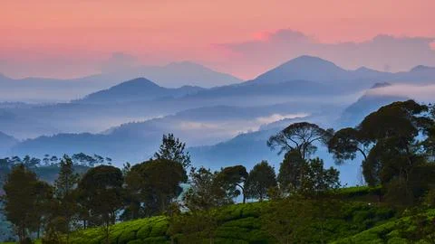 Panoramic vision of sunrise over tea plantations Stock Photos