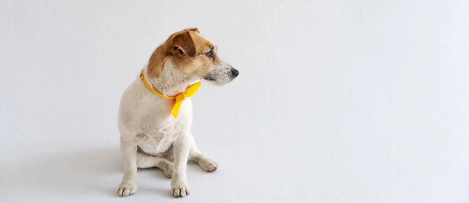 Panoramic Web Header with a Dog Profile and Wide Copy Space Stock Photos