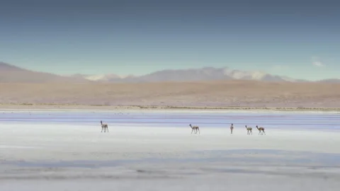 Panoramic at White Lagoon - Bolivia. Stock Footage 134492932
