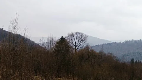 Panoramic Wilderness Landscapes of Mountain Valleys and Pine Forests 4K Stock Footage 335098868