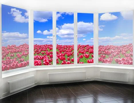 Panoramic window overlooking field of red tulips against blue sky. Spring gar Photos