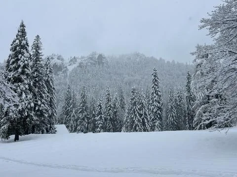 Panoramic winter forest with snow covered trees and rocky hills Stock Photos