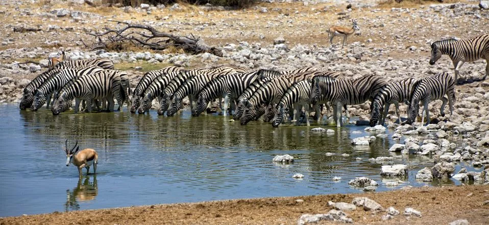 Panoramic of zebra drinking water at okaukuejo national park namibia africa Stock Photos