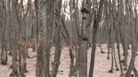 Panoraming between trees in forest Video stock 23684200