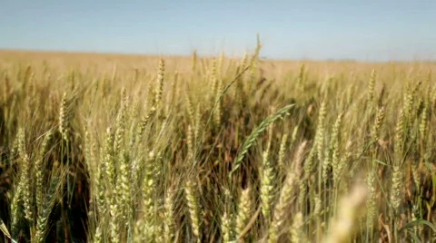 Panshot in cornfield Stock Footage 791556