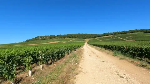 Panshot of vineyard Stock Footage 204788076