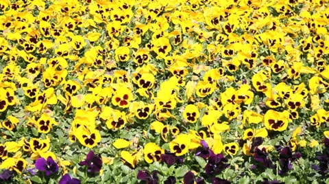 Pansies blowing in the wind Video stock 23236147