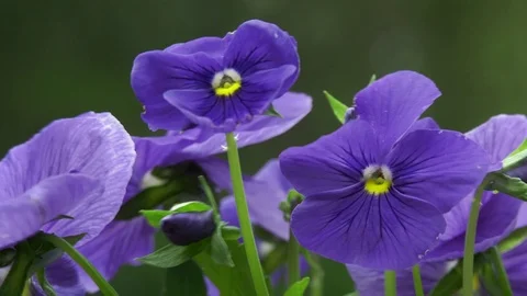 Pansies in a breeze Stock Footage 106397800