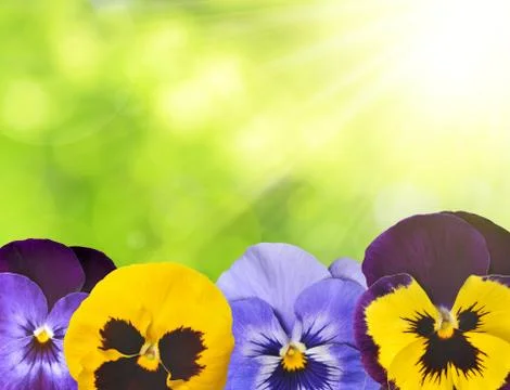 Pansies flower Stock Illustration