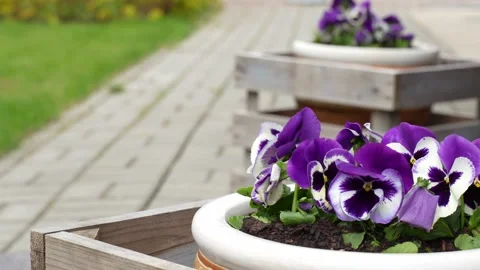 Pansies in flower pots on paved path in the garden Video stock 274818126