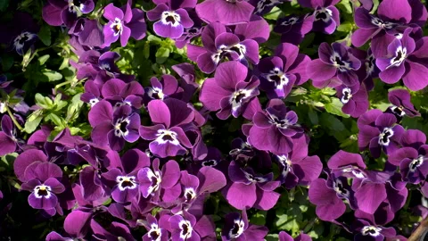 Pansies flowers up-close background. Selective focus. Stock Footage 228935815