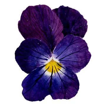 Pansies flowers Stock Illustration