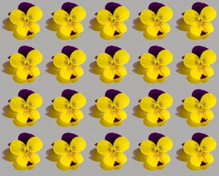 Pansies flowers print on light grey background Stock Photos
