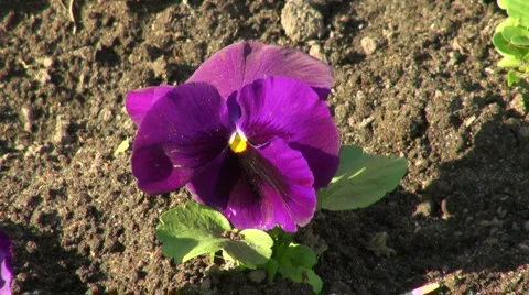 Pansies Video stock 5063069