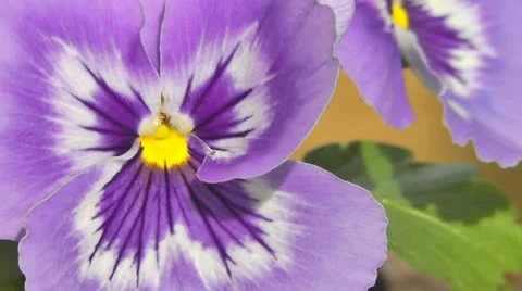 Pansies Stock Footage 10855974