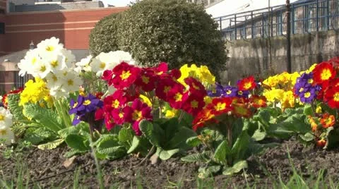 Pansies Stock Footage 11153853