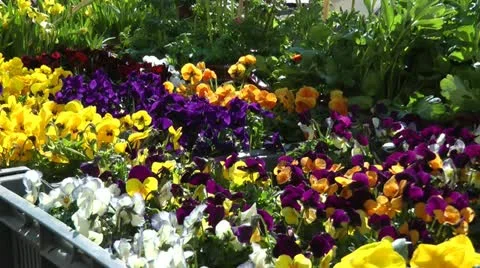 Pansies Stock Footage 20719820