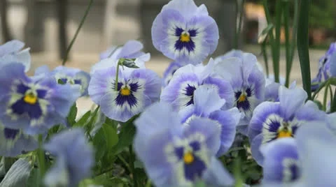 Pansies Video stock 23065539