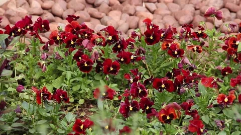 Pansies in a garden Stock Footage 51536470