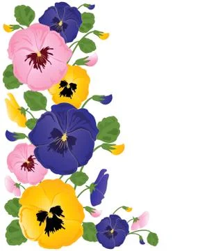 Pansies Illustrazione stock