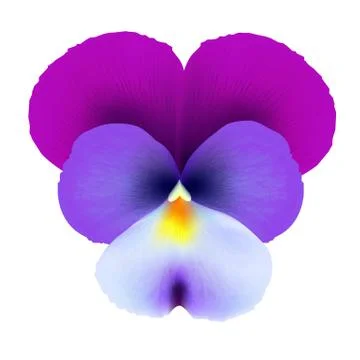 Pansies Stock Illustration