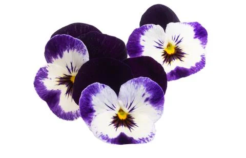 Pansies isolated Stock Photos