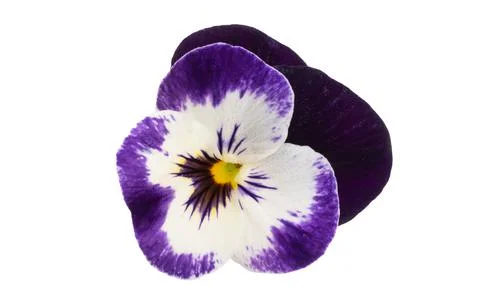 Pansies isolated Stock Photos