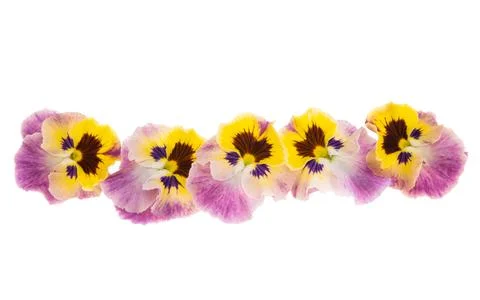 Pansies isolated Stock Photos