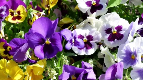 Pansies move in the wind. Flowers in motion. 4k Stock Footage 155860271