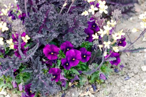 Pansies in a park Stock Photos