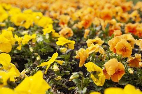 Pansies in the park. Stock Photos