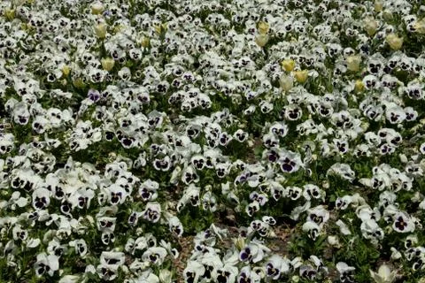 Pansies Stock Photos