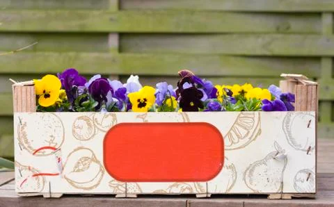 Pansies Stock Photos