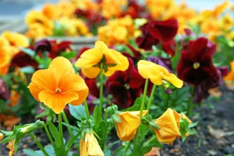 Pansies Stock Photos