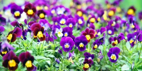 Pansies Stock Photos