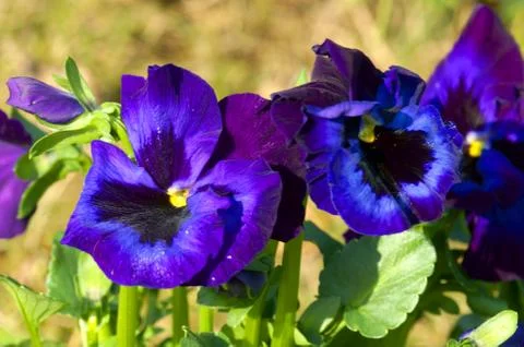 Pansies Stock Photos