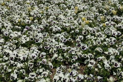 Pansies Stock Photos