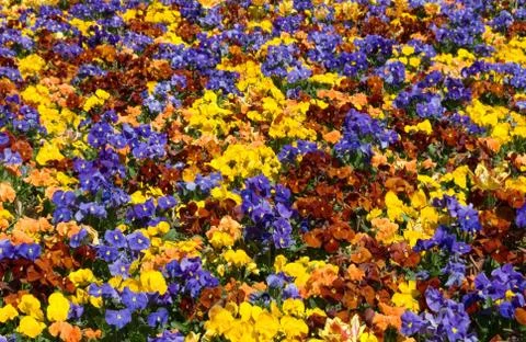 Pansies Stock Photos