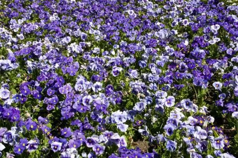 Pansies Foto stock