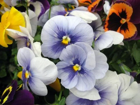 Pansies Stock Photos