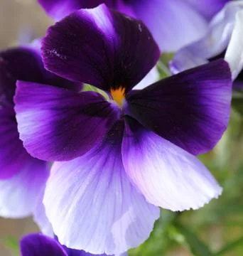 Pansies Stock Photos